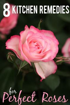 pink roses with the words 8 kitchen remedies for perfect roses on top and bottom