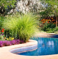 a small pool surrounded by flowers and plants