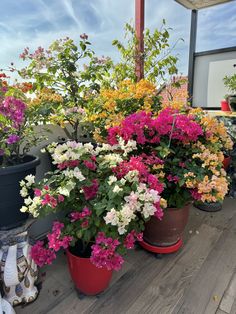 several potted flowers on a deck in the sun