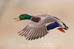 a mallard flying in the air with its wings spread out and it's head turned to the side