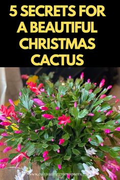 a potted plant with pink and white flowers in it, the words 5 secrets for a beautiful christmas cactus