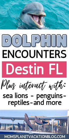 dolphins in the ocean with caption that reads dolphin encounters destin fl plus interact with sea lions - penguins reptiles and more