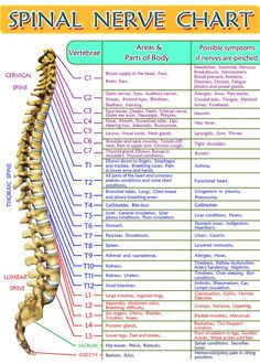 Spinal Nerves Anatomy, Anatomy Spine, Nerve Anatomy, Bolesti Chrbta