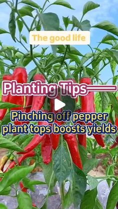 red peppers growing in a garden with the words planting tips