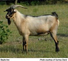 a goat standing on top of a lush green field