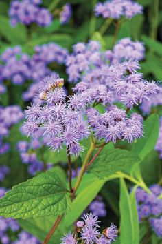 purple flowers with green leaves in the background