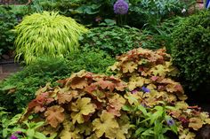 colorful plants and shrubs in a garden setting