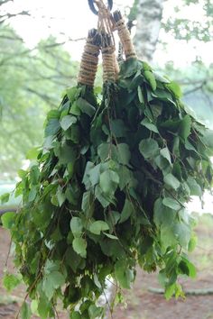 a bunch of green leaves hanging from a tree