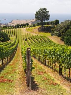 a vineyard with rows of vines in the foreground and ocean in the background, on a sunny day