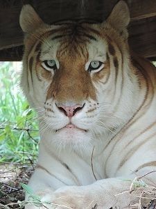 a white tiger laying under a wooden structure