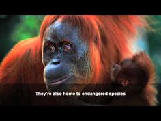 an orangutan holding on to the back of its head with a caption that reads, they're also home to endangered species