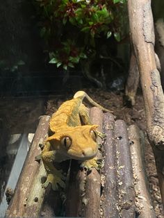 a yellow and brown gecko sitting on top of a piece of wood next to a tree