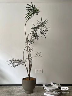 a plant in a pot on the floor next to some books and an electrical outlet