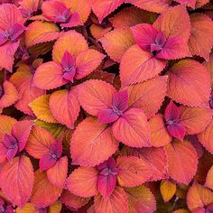 red and yellow flowers with green leaves in the foreground, closeup view from above