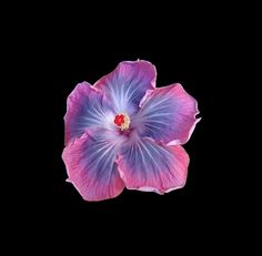 a pink and purple flower on a black background