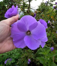 a person holding up a purple flower in their hand