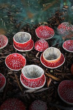 many red and white mushrooms on the ground