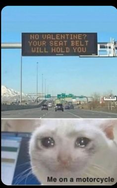 a white cat sitting in front of a sign that says, no valentine? your seat belt will hold you me on a motorcycle