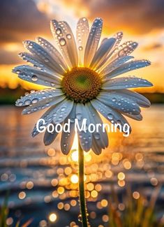 a flower with the words good morning on it in front of water and sunsets