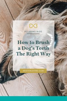 a dog's teeth with the words how to brush a dog's teeth the right way