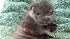 an otter cub is sitting on a green towel and looking at the camera with his paw in it's mouth