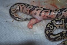 a close up of a snake on a white surface with blood all over the floor