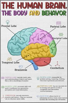 The Human Brain Poster, Brain and Behavior, Anatomy & Psychology, Mental health, Therapy Office Decor, Brain Lobes FunctionsThe Human Brain Poster  Enhance Understanding and InsightExplore the power of the human brain with this detailed poster, ideal for spaces such as therapy offices, classrooms, and psychology rooms. Psychology Brain Structure Project, Structure Of Brain, Brain Lobes And Functions, Brain Graphic Design, Psychology Brain Structure, Ventricles Of The Brain, Psychology Theory, Clinical Counseling, Brain Ventricles Anatomy