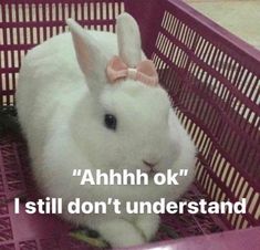 a white rabbit with a pink bow sitting in a purple basket that says ahh ok i still don't understand