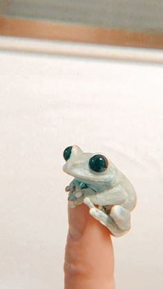 a small white frog sitting on top of a finger