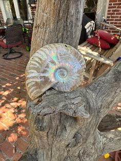 an ammonite shell on a tree branch in front of a brick patio area