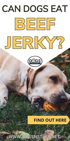 a dog laying in the grass with its head on a piece of food that says can dogs eat beef jerky? find out here