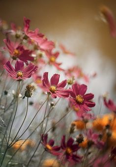 pink and yellow flowers are in the foreground