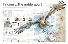 an image of falconry the noble sport