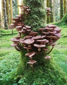 a group of mushrooms growing on the side of a tree