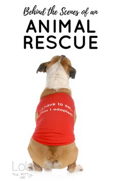 a dog wearing a red shirt with the words behind it that reads, believe the scenes of an animal rescue