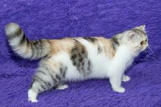 a cat that is laying down on a purple blanket looking up at something in the air