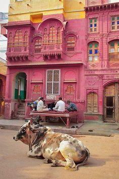 a cow laying on the ground in front of a pink building with people sitting outside