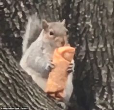 a squirrel is holding an orange stuffed animal