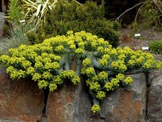 some plants are growing out of the rocks in front of trees and bushes on display