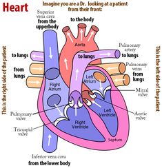 an iphone screen showing the anatomy of the heart and its major vessels, including two valves