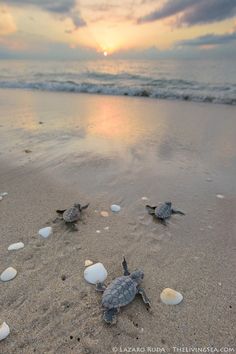 two baby sea turtles crawling into the sand at the beach as the sun goes down