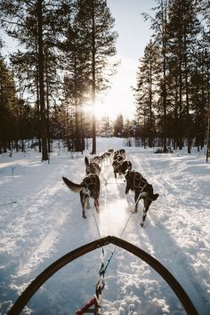 a group of dogs pulling a sled through the snow with trees in the background