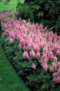 pink flowers line the side of a long row of bushes in front of a green field