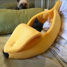 two cats sleeping in a banana shaped bed