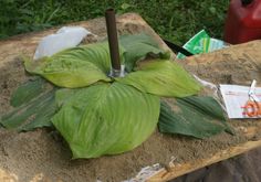 a large leafy plant sitting on top of a wooden table next to a red fire hydrant