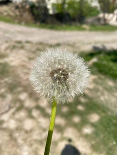 a dandelion in the foreground with a dirt road in the back ground