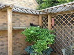 a cat sitting on top of a potted plant next to a wooden trellis