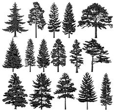 various types of trees are shown in black and white