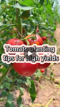 tomatoes growing on a plant with the words tomato planting tips for high yield crops