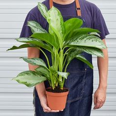 a man holding a potted plant with green leaves in it's hands while wearing an apron